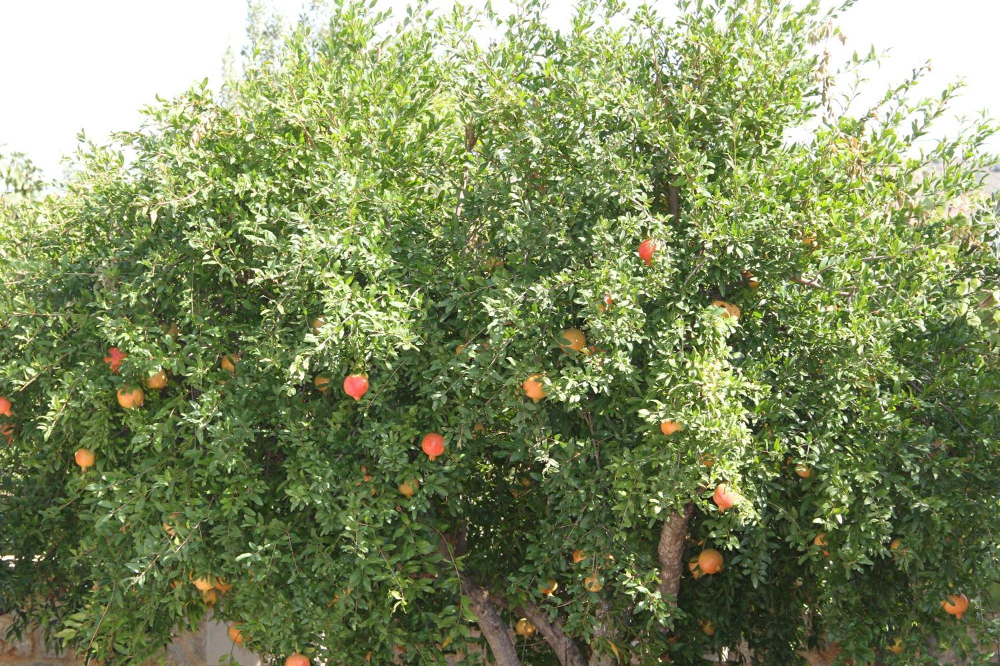 Αριων Village & Suites Nauplion Buitenkant foto