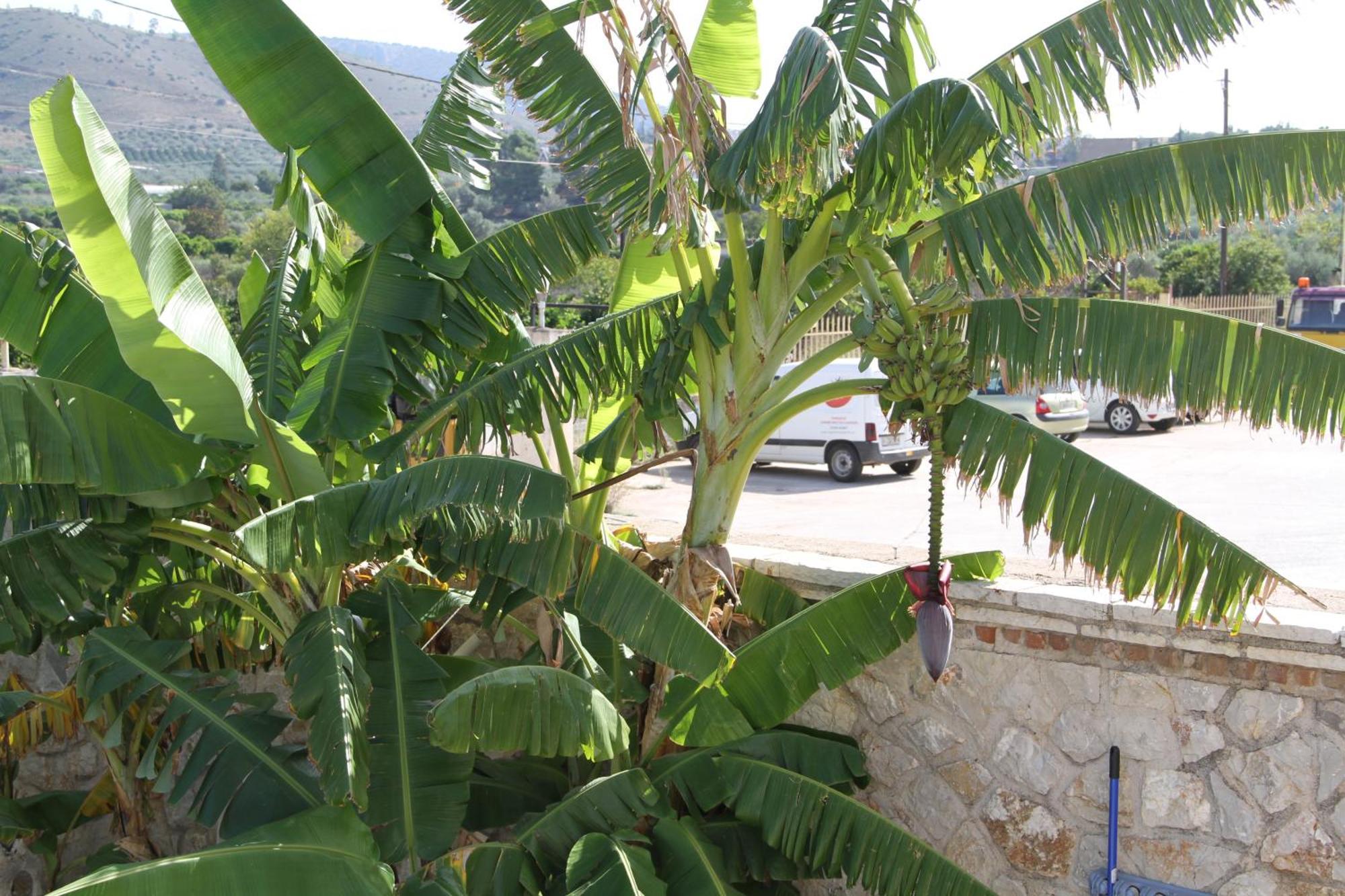 Αριων Village & Suites Nauplion Buitenkant foto